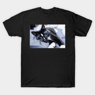 polydactyl cat T-Shirt